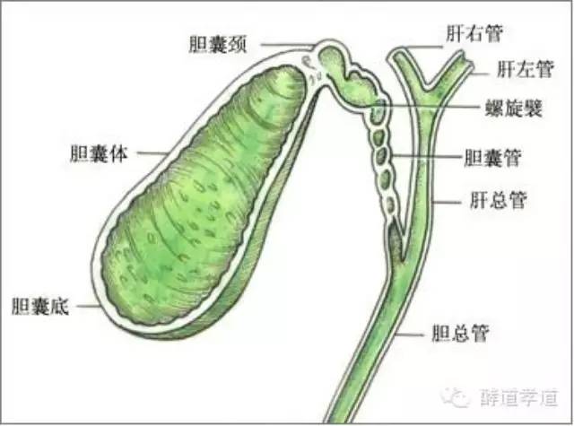 治疗慢性胆囊炎民间偏方大全